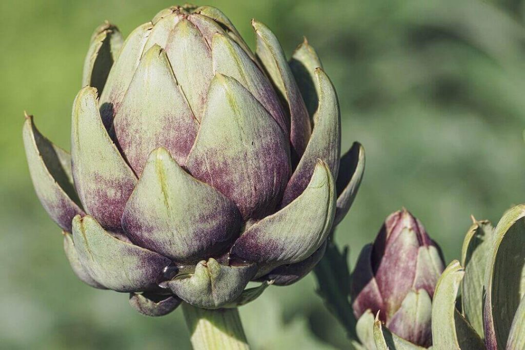 Carciofi verdura di stagione gennaio