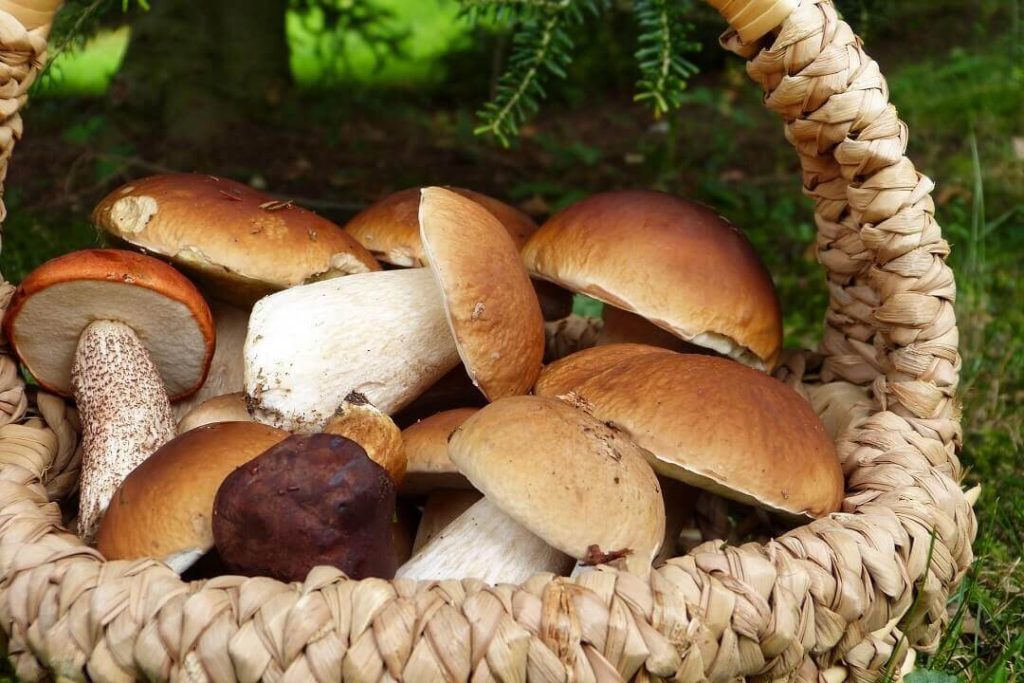 verdura di stagione maggio funghi boletus