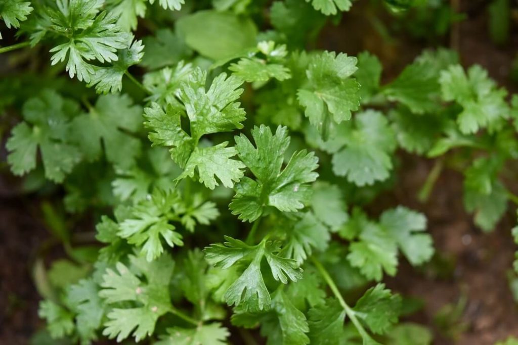 verdure di stagione maggio erbe aromatiche prezzemolo