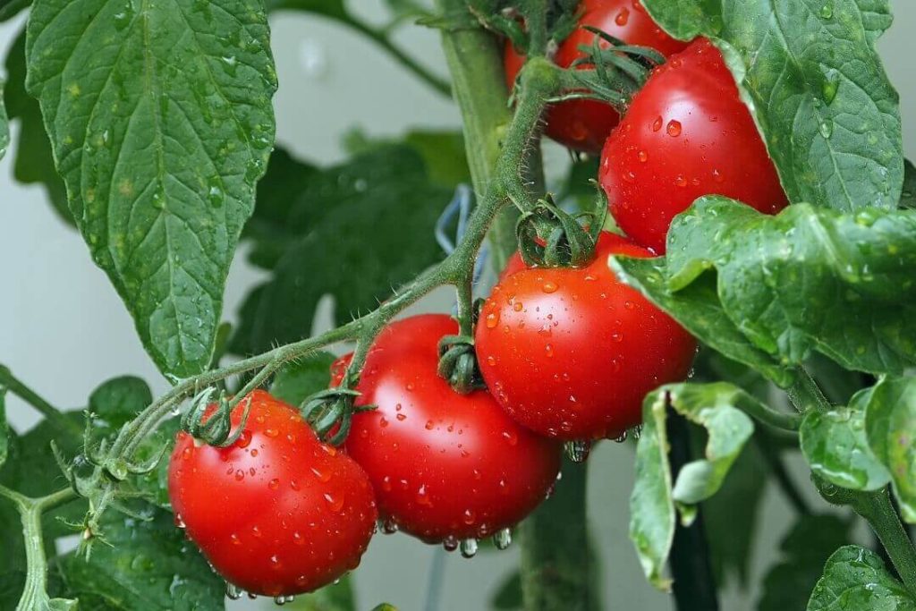 verdura di stagione giugno pomodori